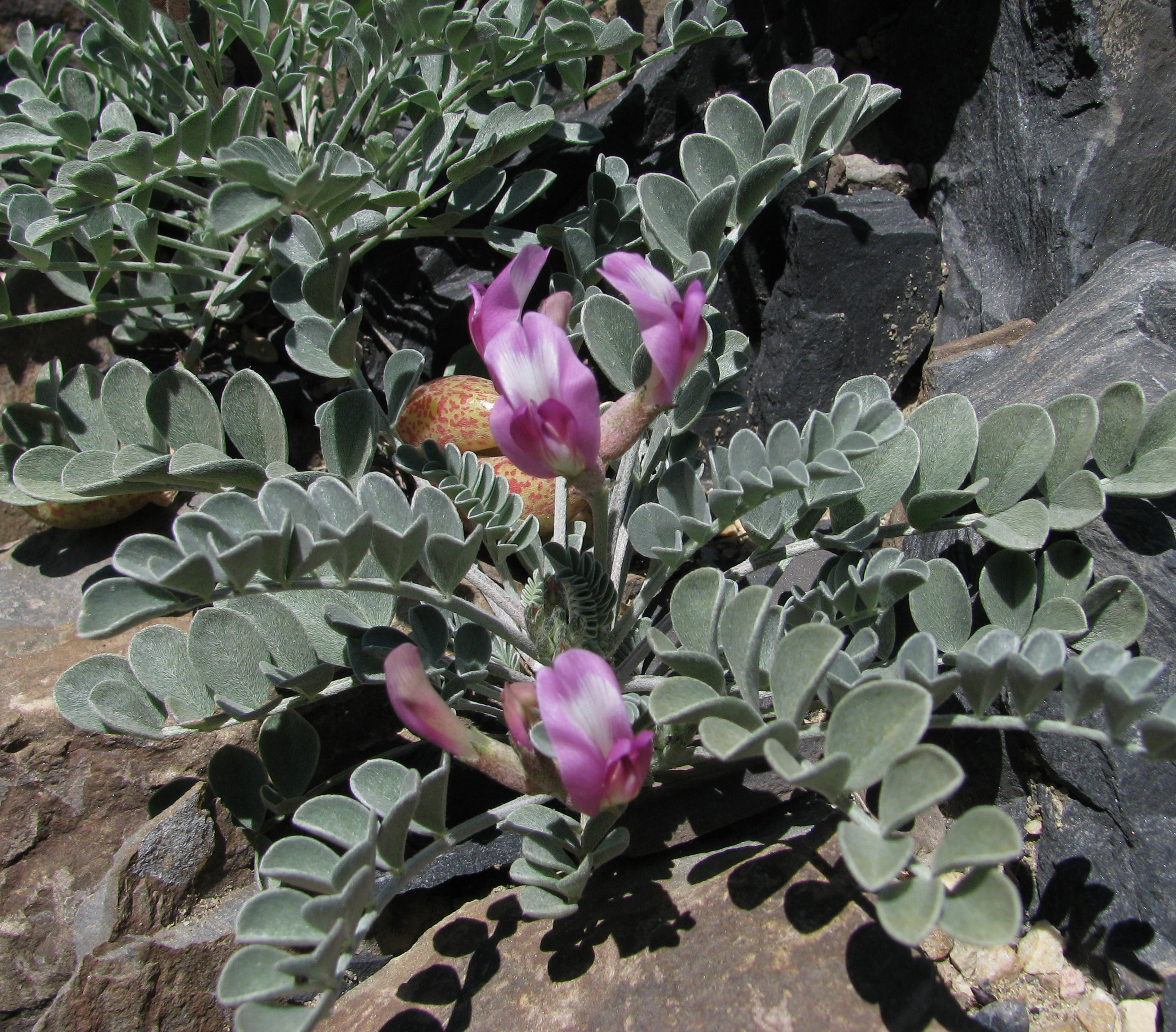 Androsace chamaeleuce