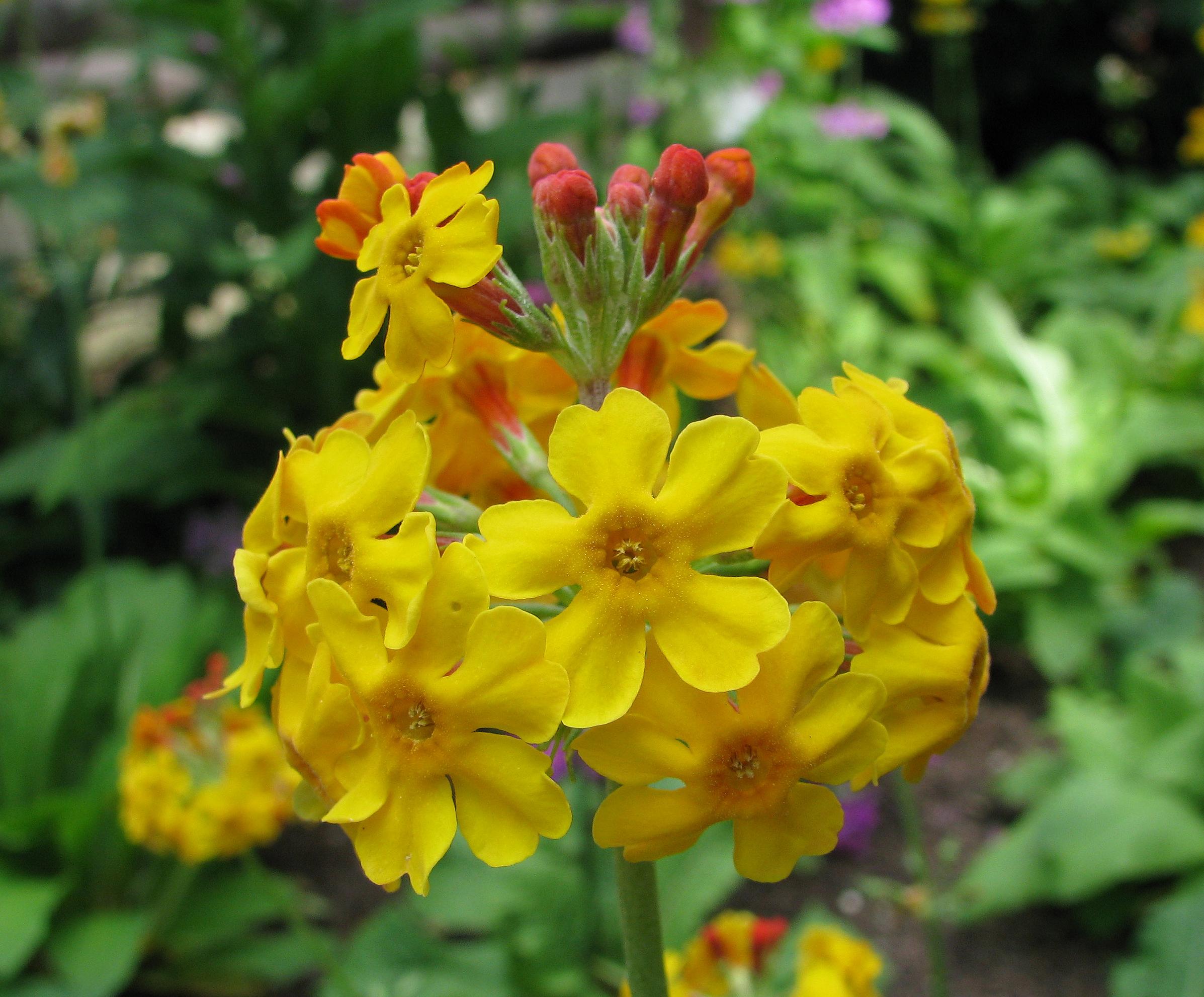 Primula bulleyana
