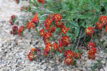 Anthyllis vulneraria coccinea