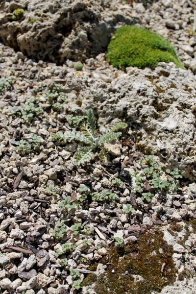 Campanula hawkinsiana self-sown seedlings (with Achillea umbellata)