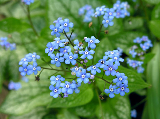 Brunnera macrophyllum flowers, photo by Todd Boland