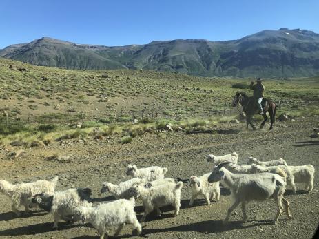 Gaucho herding sheep