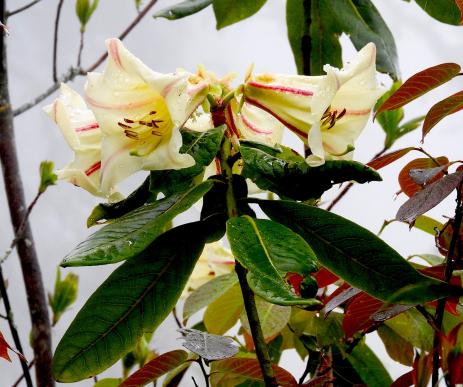 Rhododendron dalhousiae var. rhabdotum