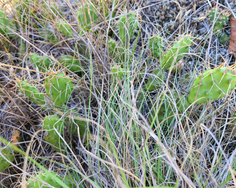 Opuntia fragilis growing through the prairie grasses.