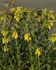Onosma cinerea