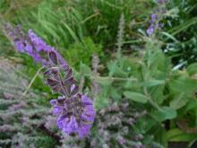unknown herbaceous salvia