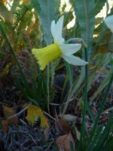 Narcissus "Tatiana" (maybe Titania) x N. cyclamineus