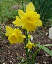 Narcissus 'Kevin's Cross'