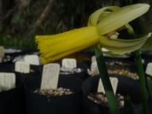 Narcissus Mitzy