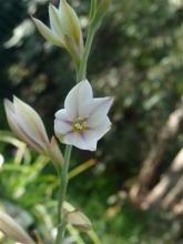 Gladiolus stellatus