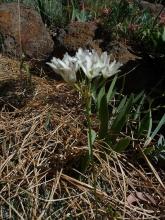 Triteleia hyacinthina