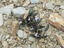 Viola cunninghamii dark form