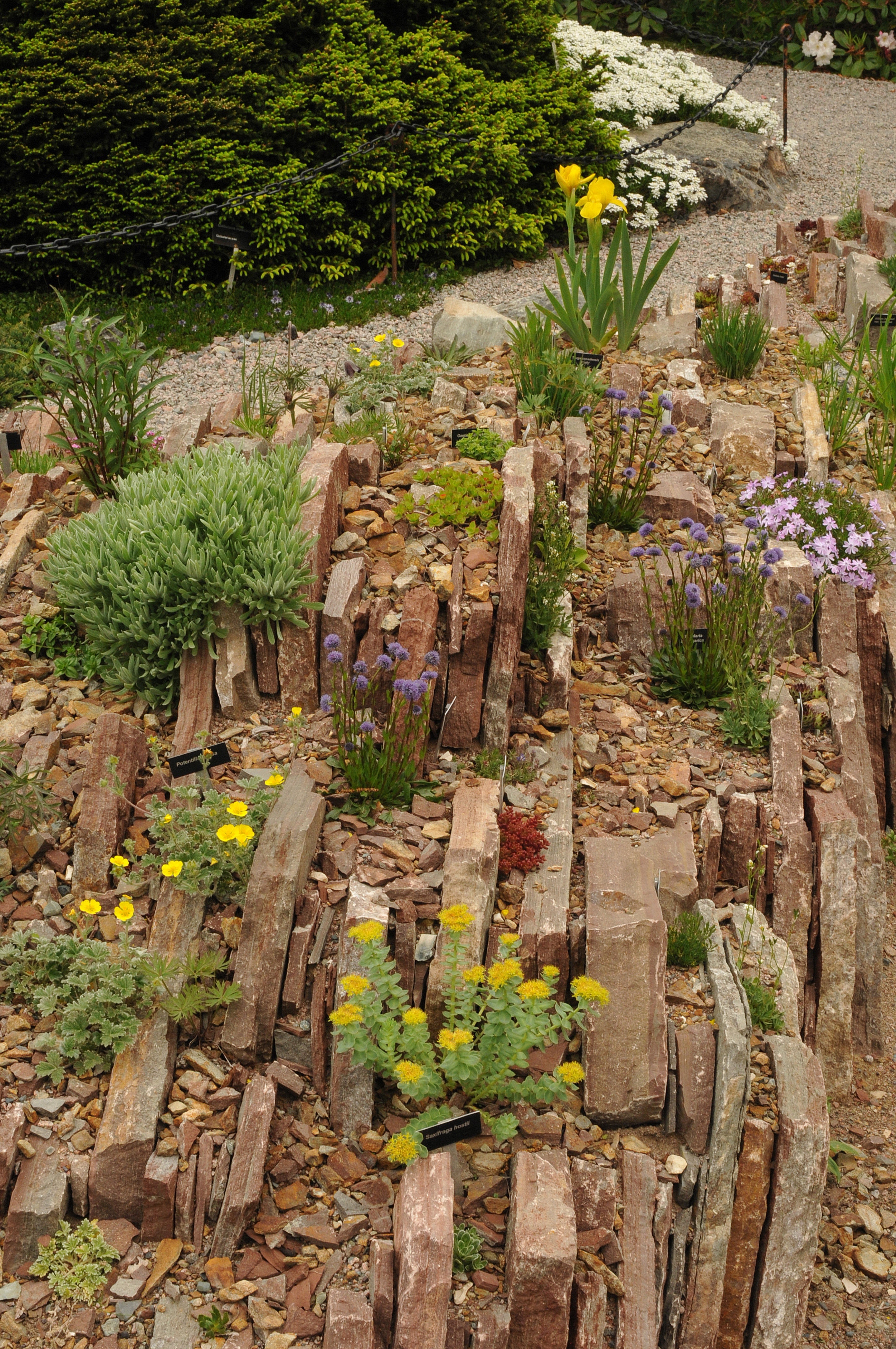 Crevice Garden MUNBG