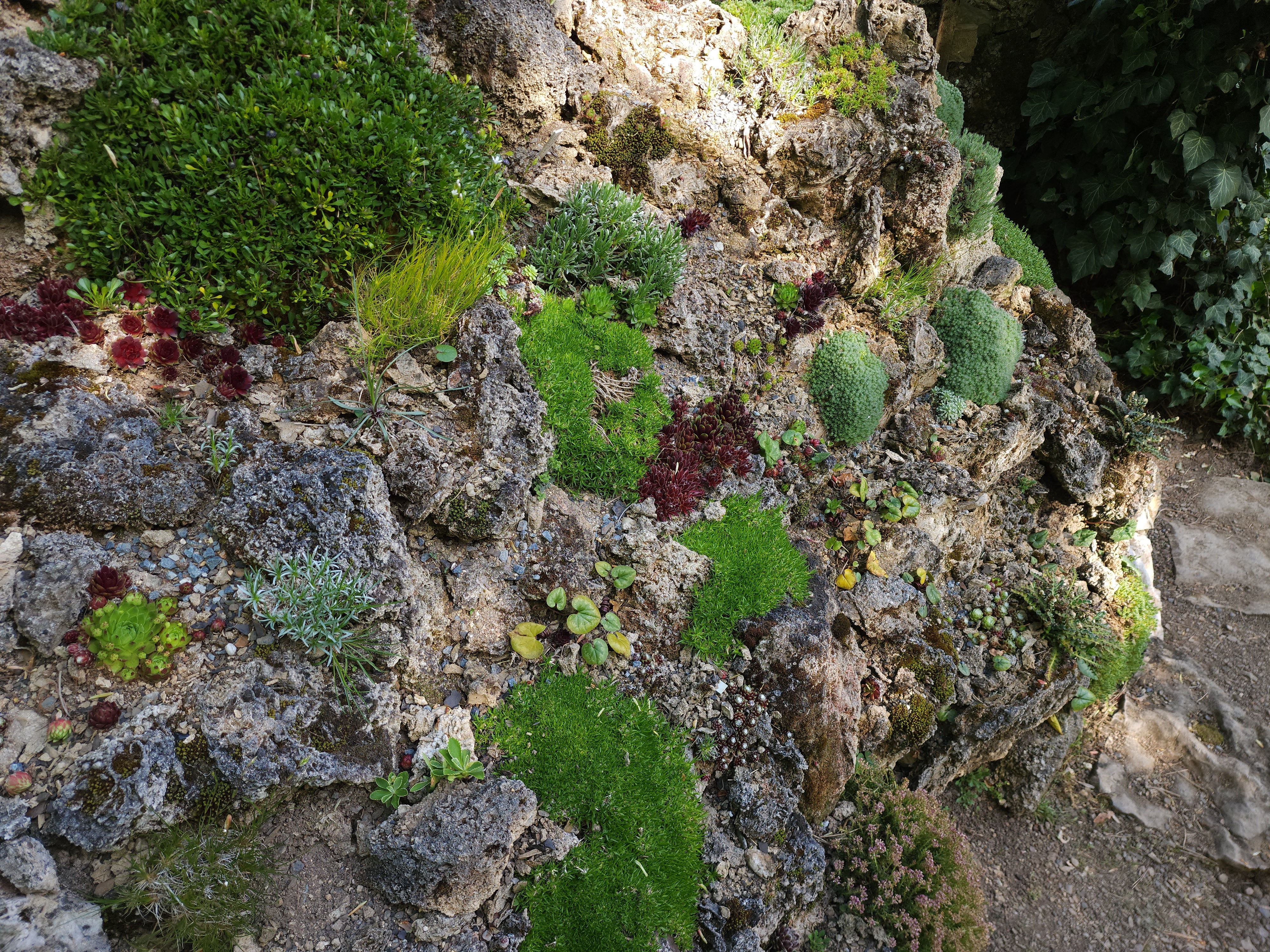 Cepika cushions on tufa wall
