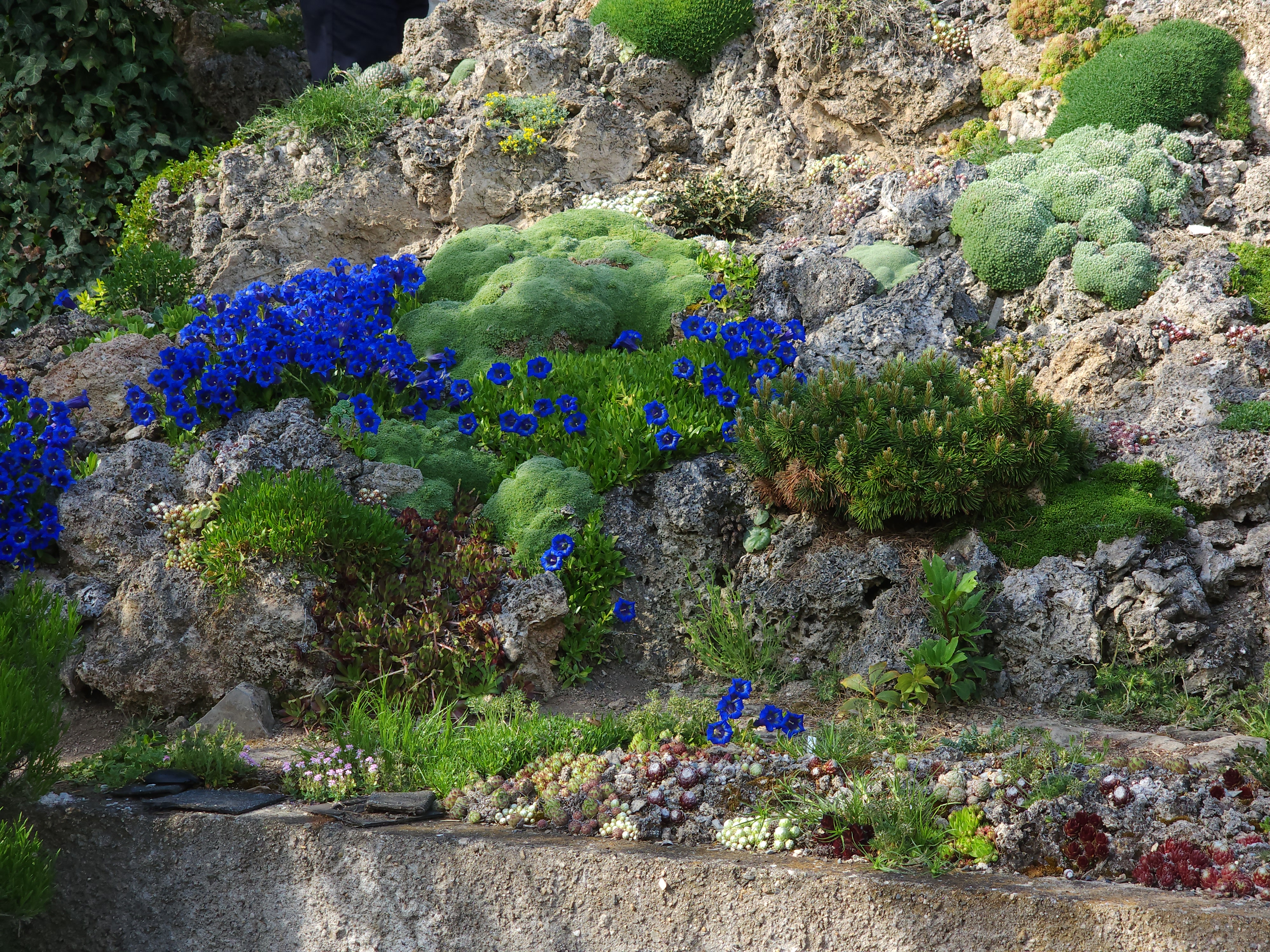 Cepika gentians