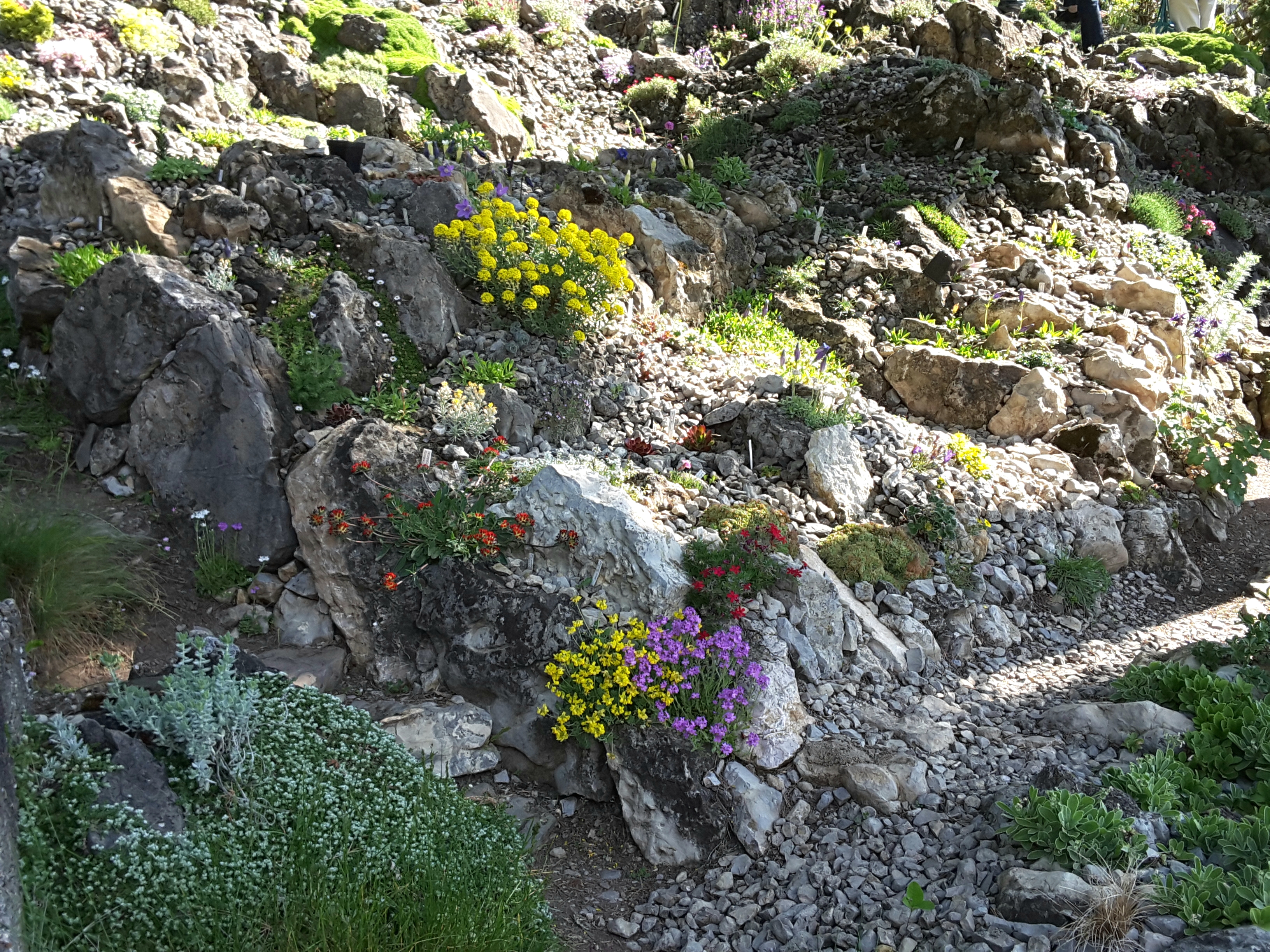 Cepicka Crevice Garden in Flower