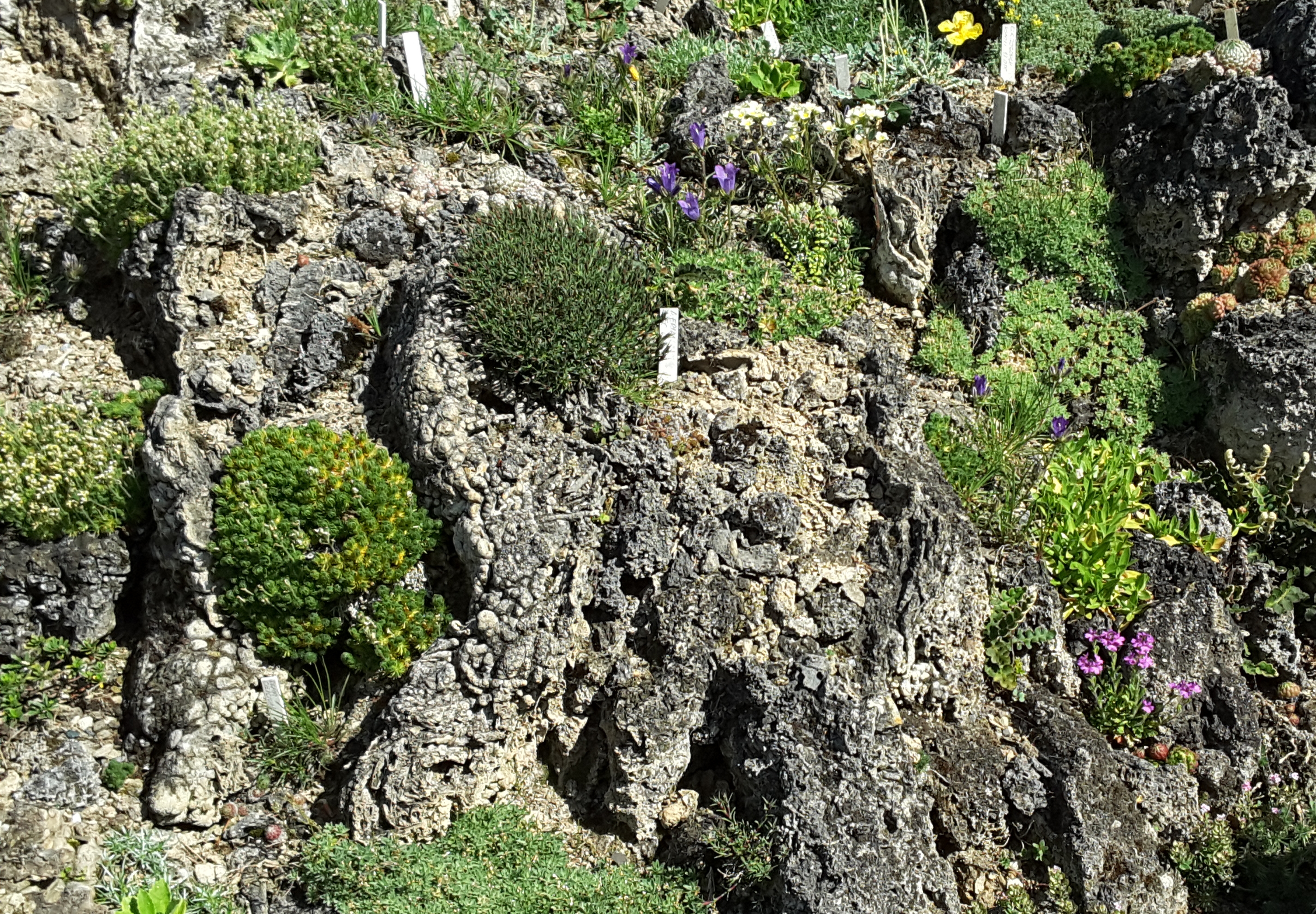 Cepicka Tufa with Diverse Plants