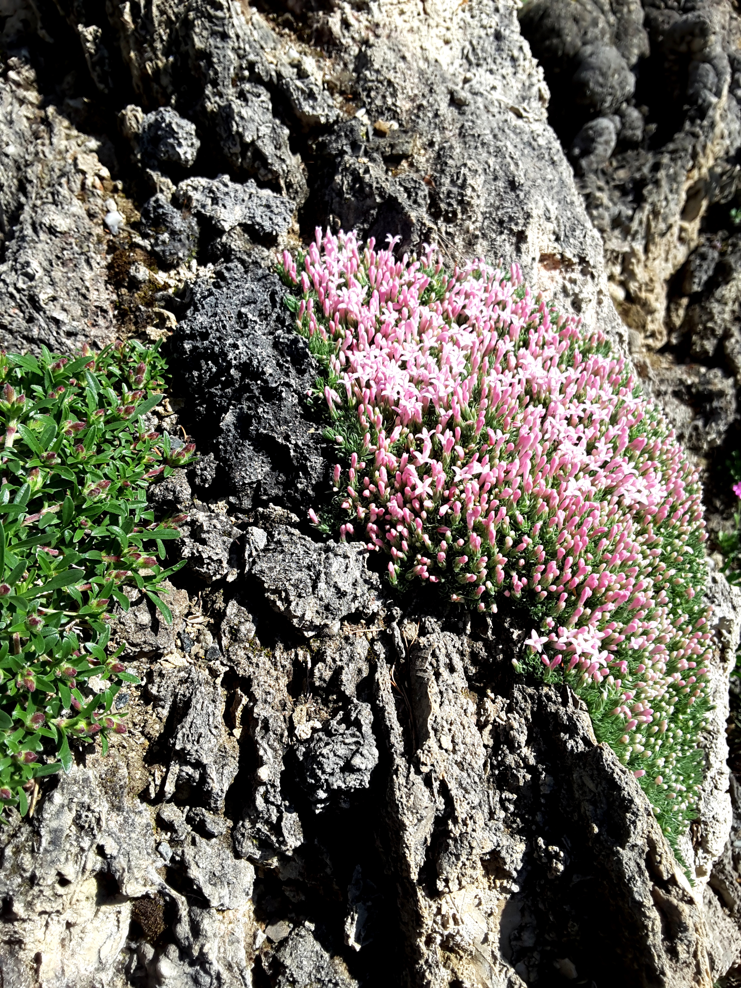 Cepicka Tufa Plant Portrait