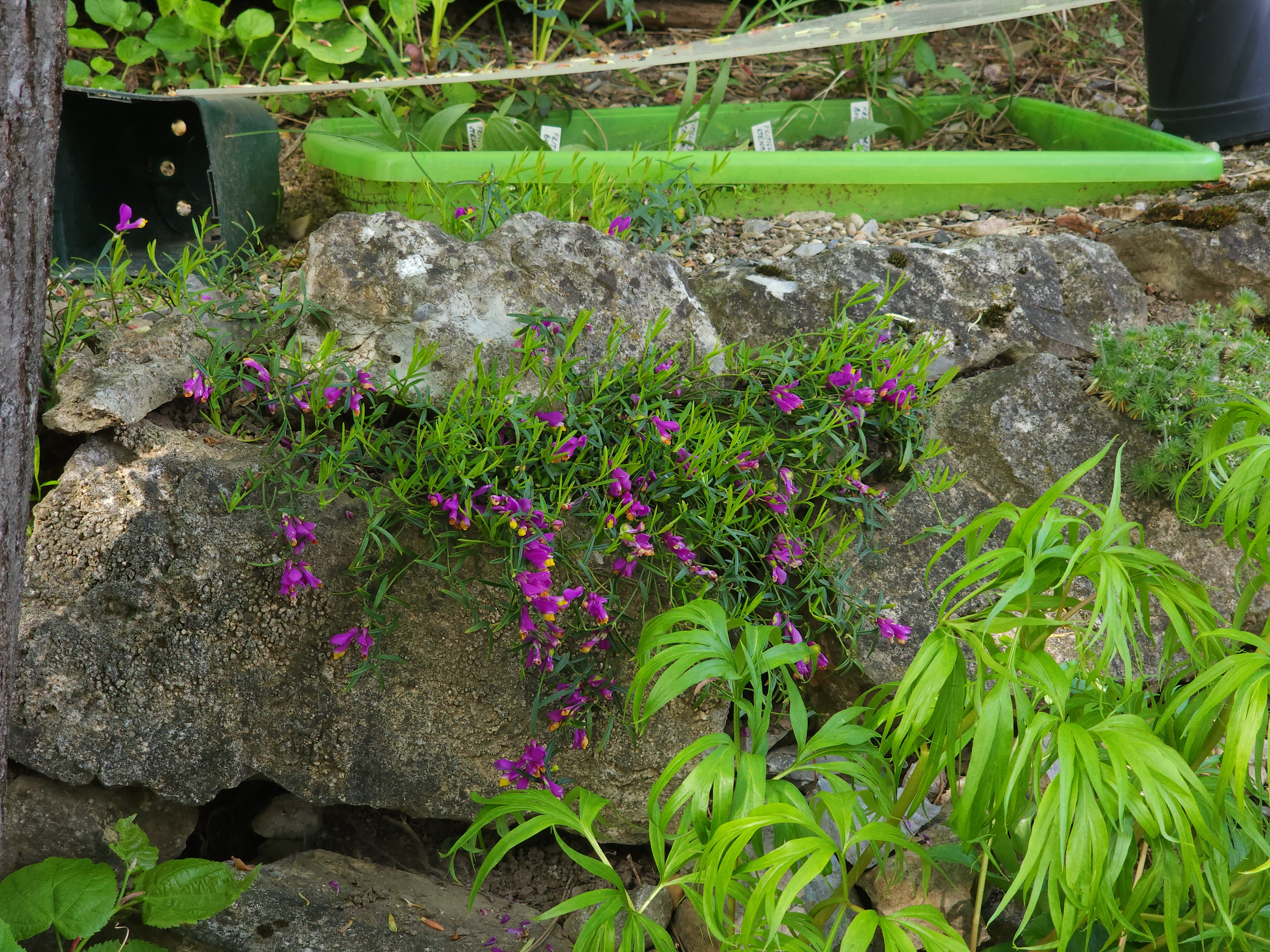 Cepicka Horizontal Boulder Crevices