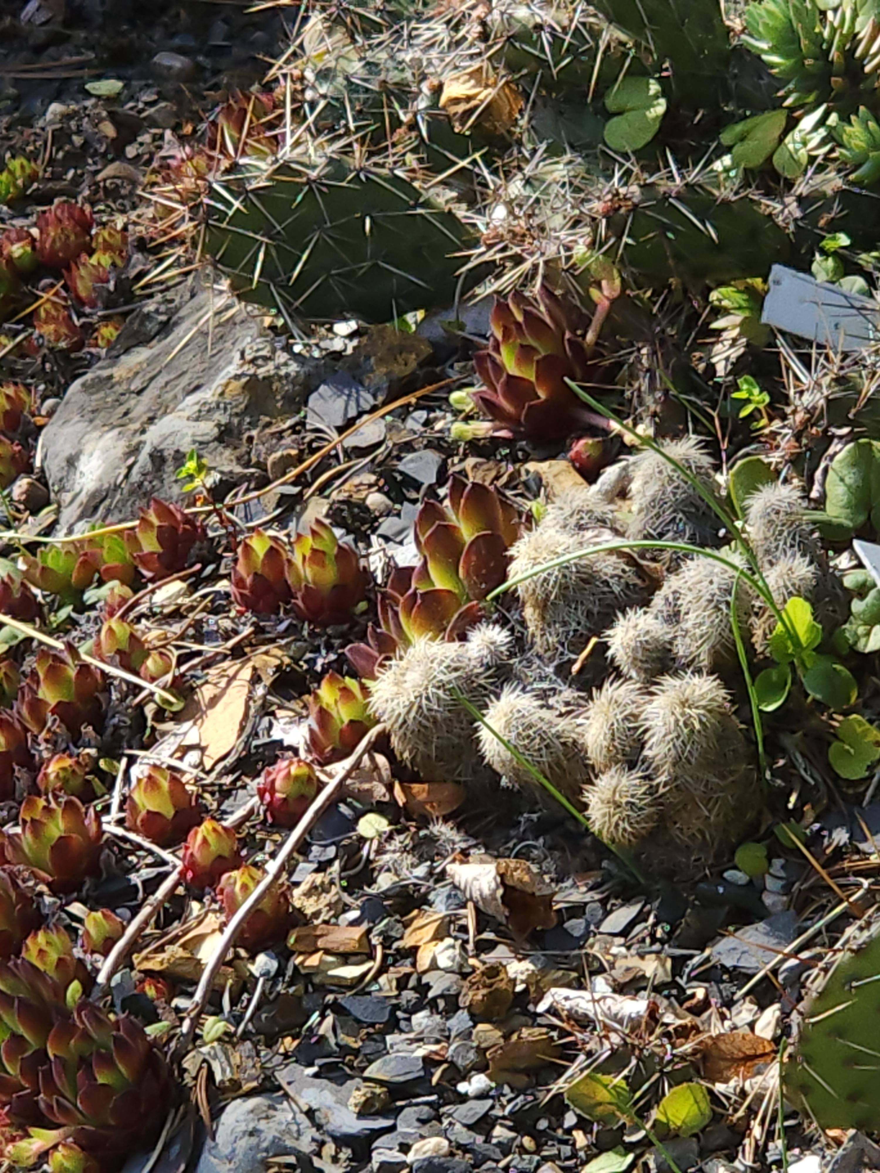Cepicka Cactus and Sempervivum