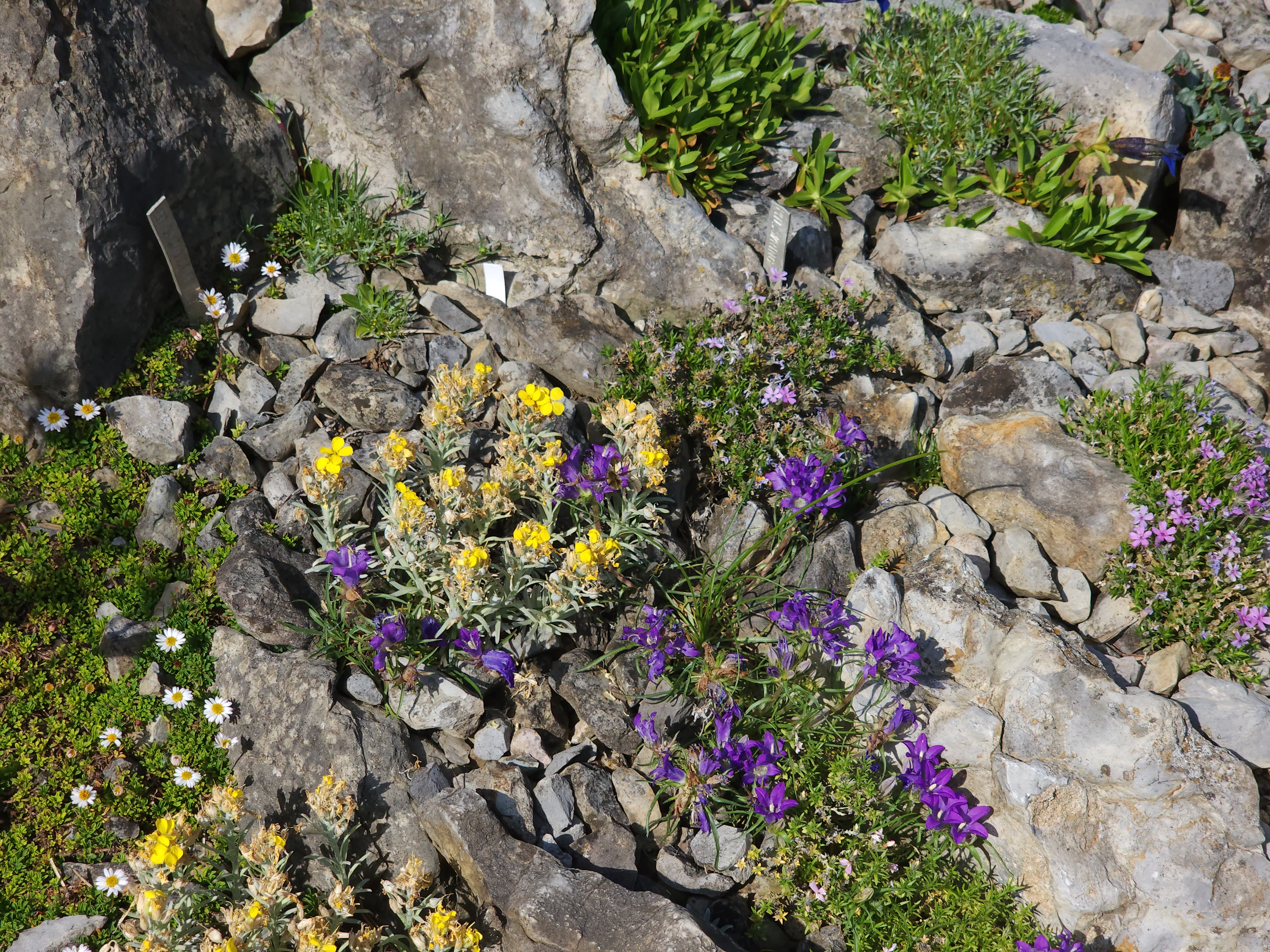 Cepicka Crevice Close up