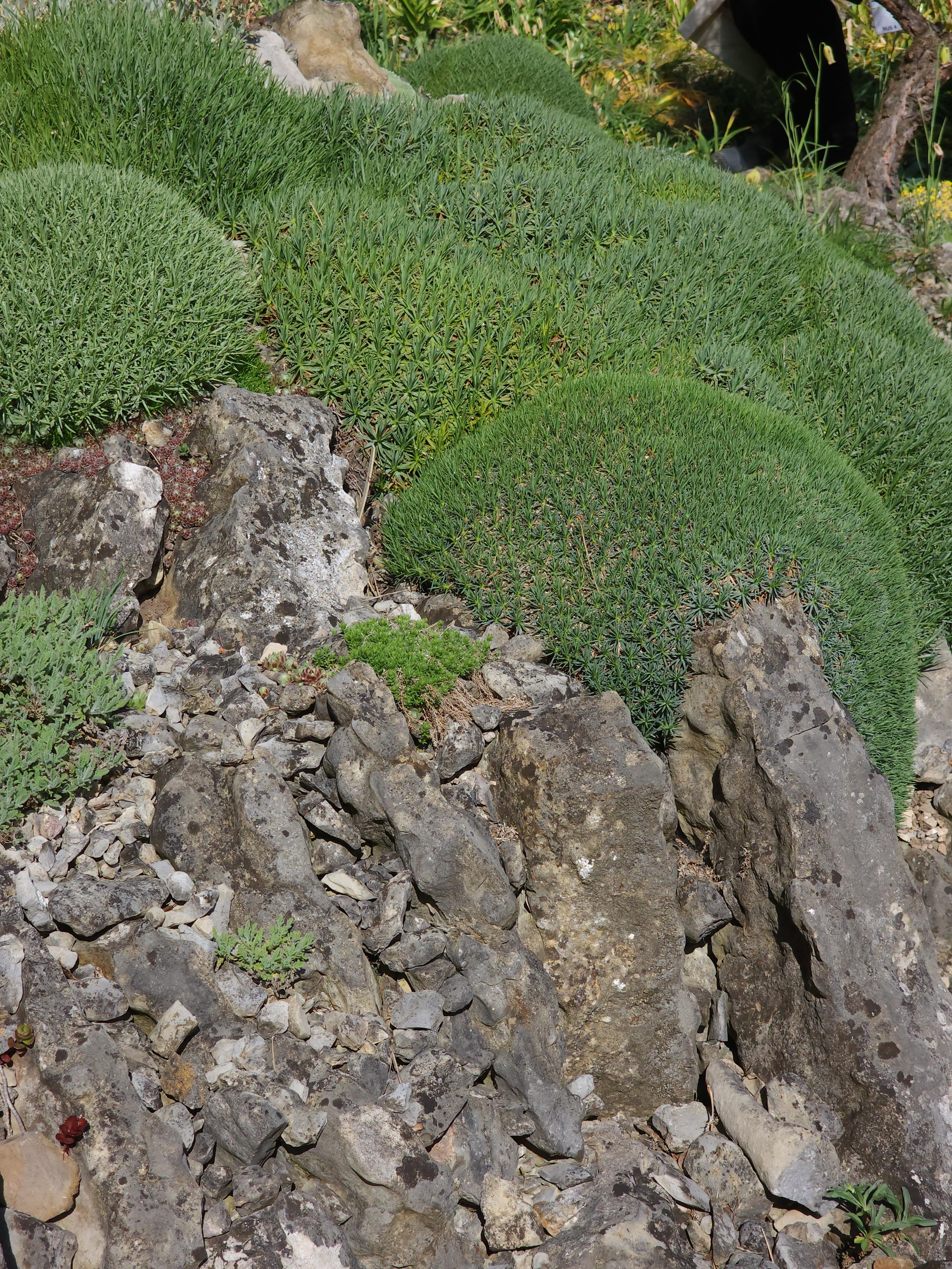 Cepicka Cushions with Rock