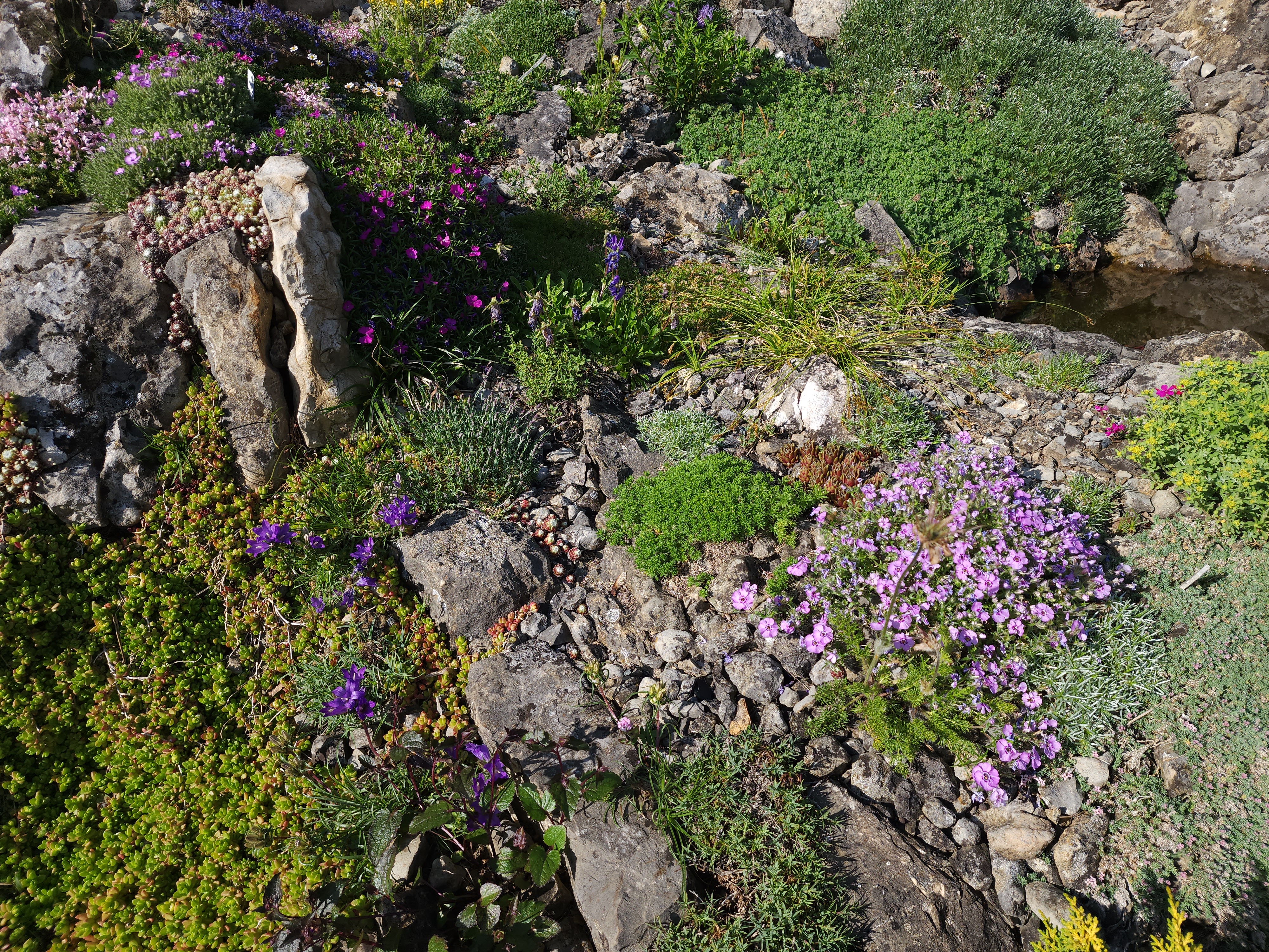 Cepicka Crevice Detail