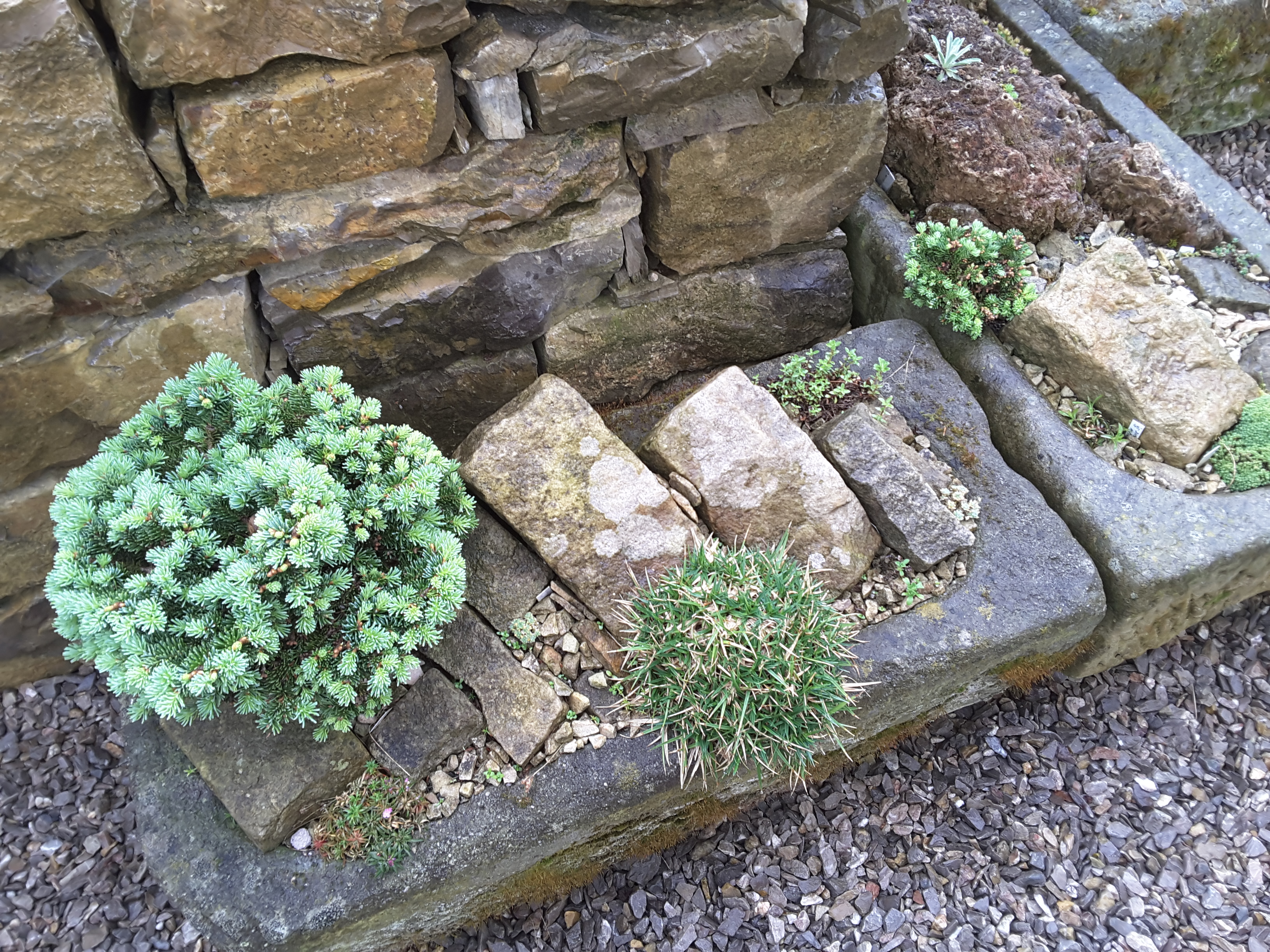 Brejnik Crevice Trough