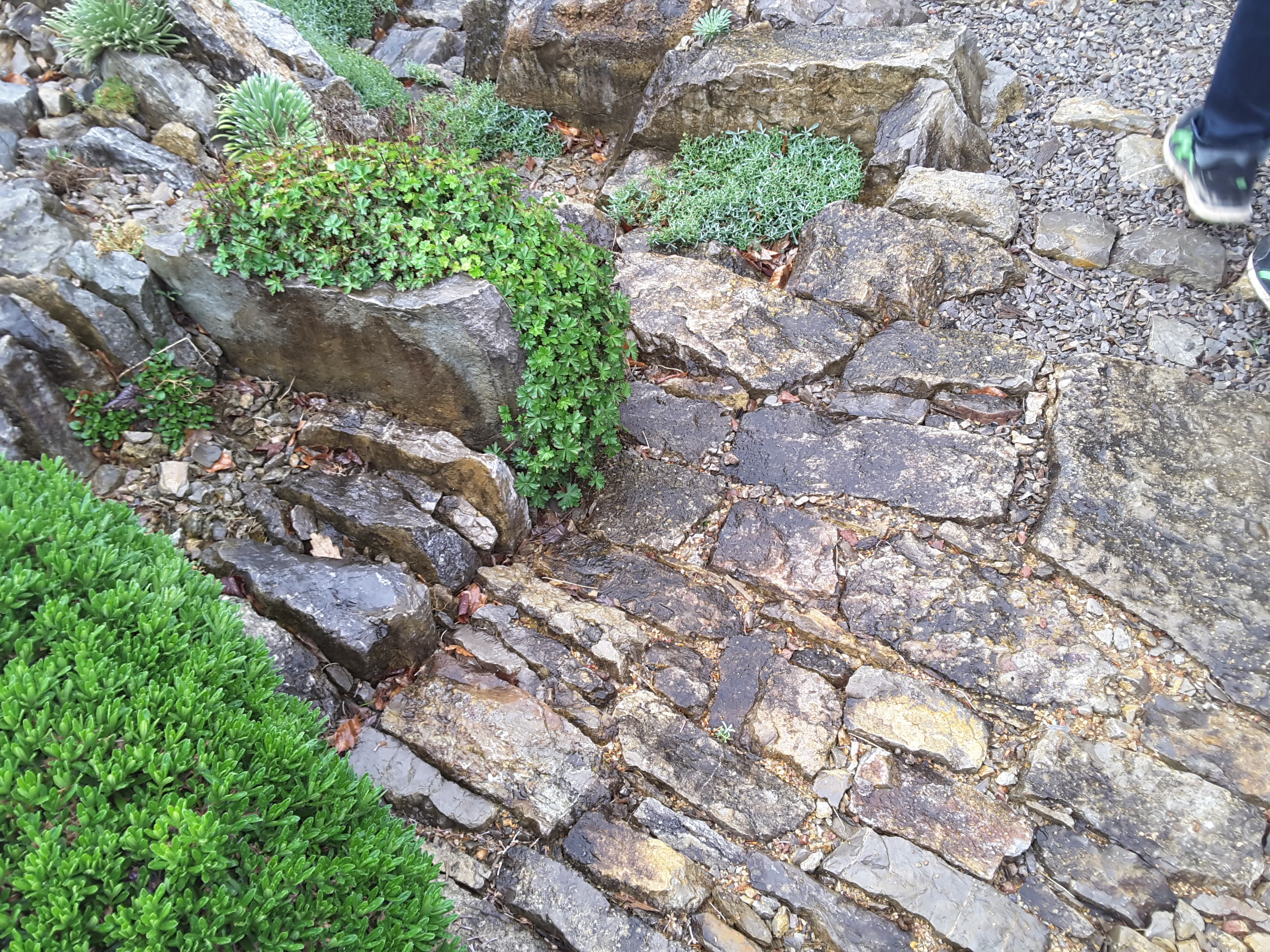 Brejnik Crevice Garden Path