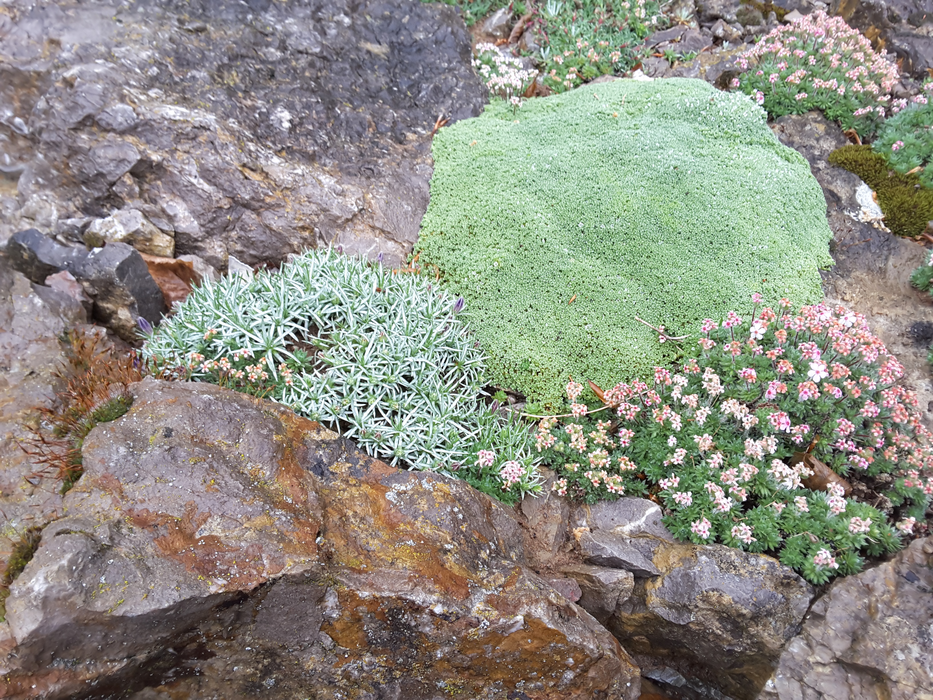 Brejnik Crevice Garden Detail with Diverse Plants