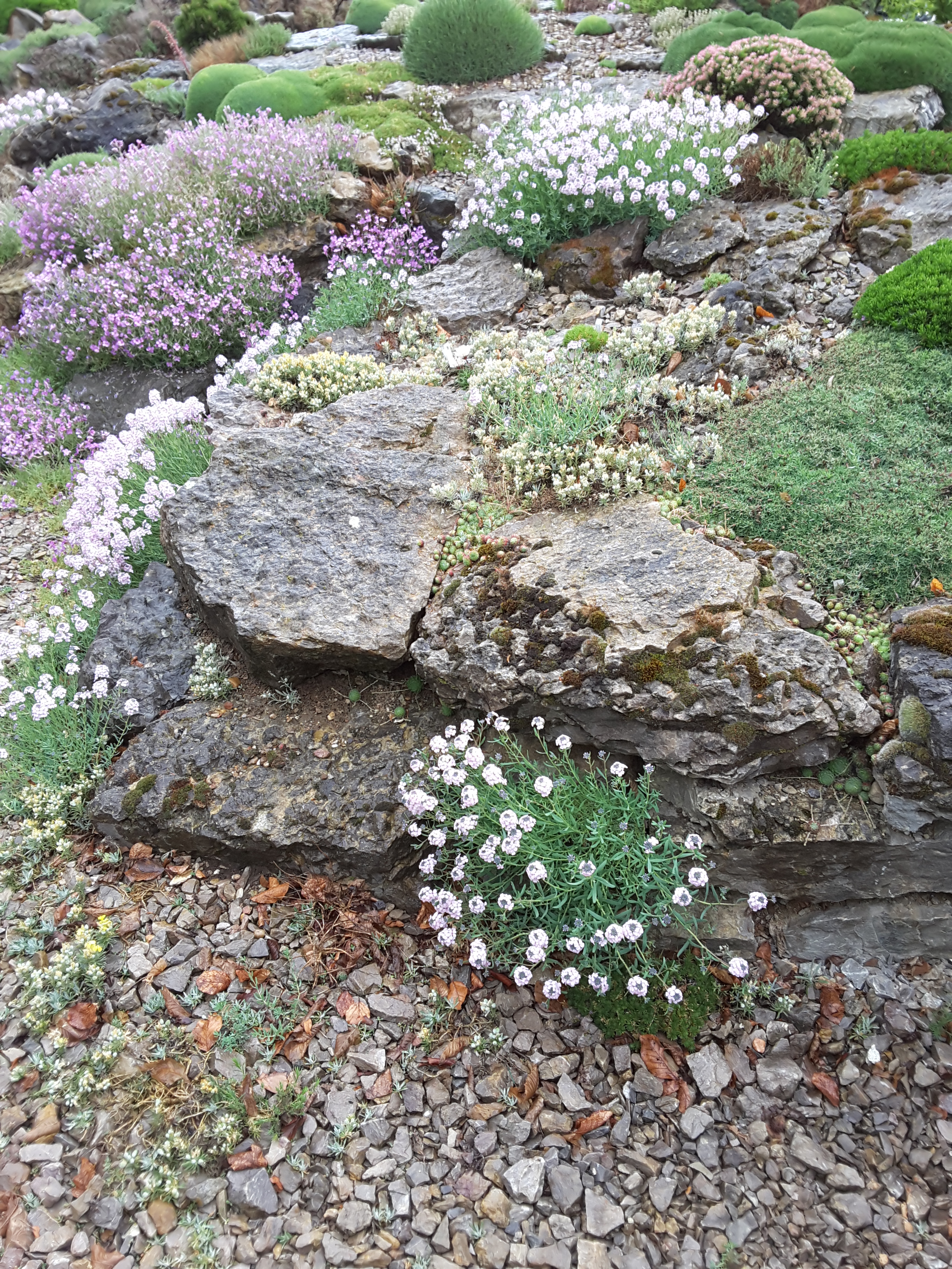 Brejnik Crevice Garden Section in Flower