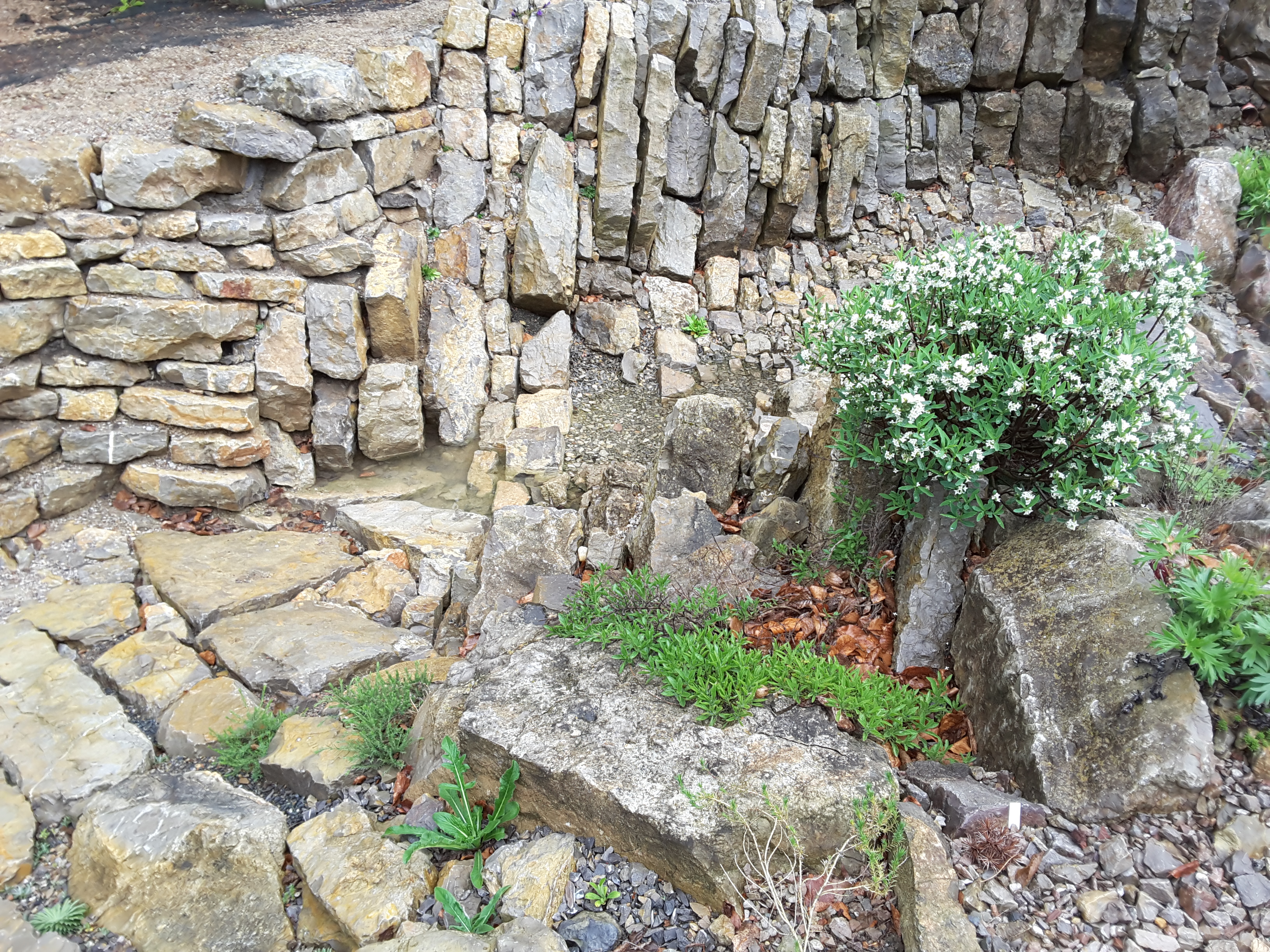 Brejnik Crevice Garden Intersection