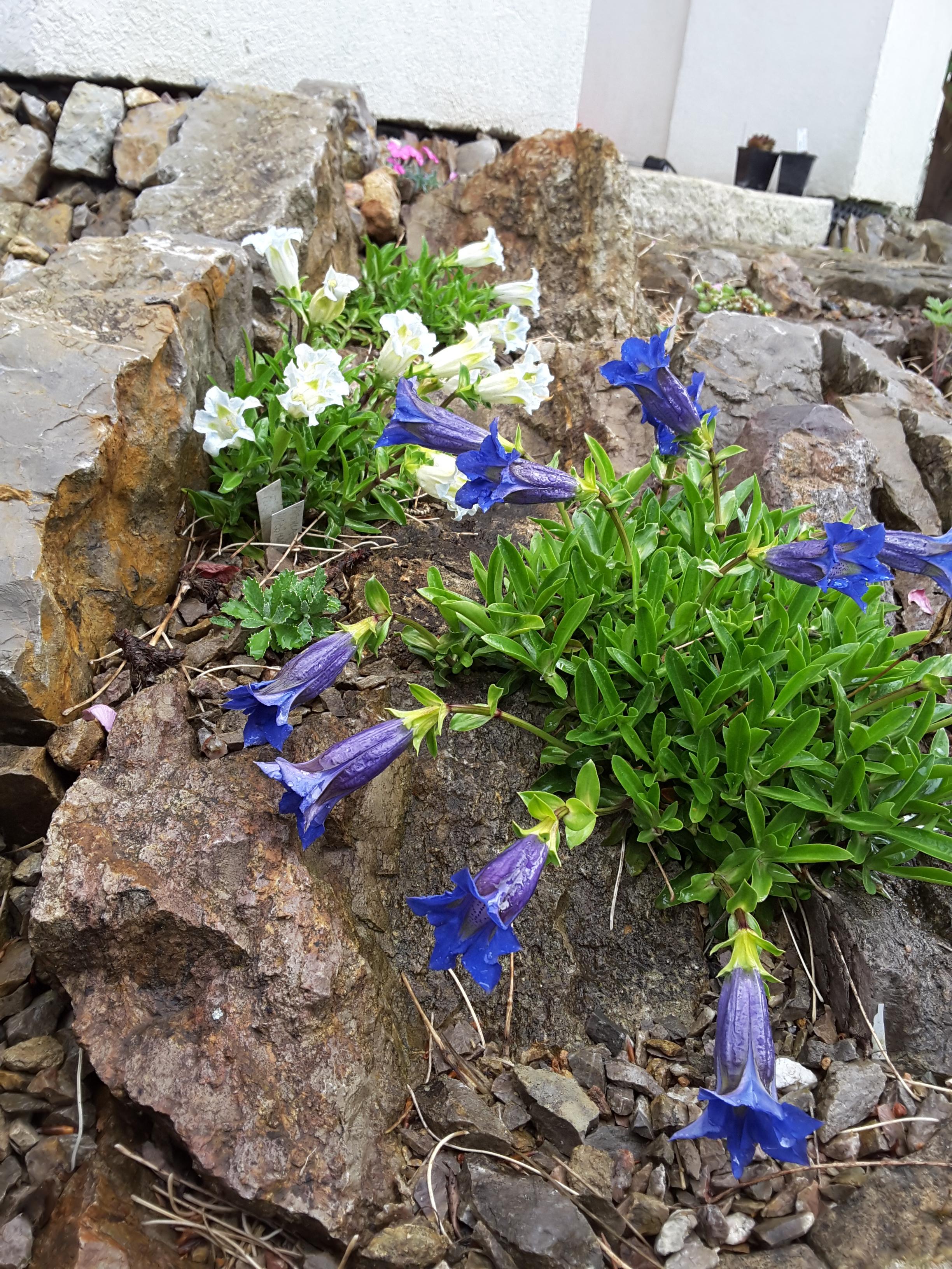 Brejnik Gentians in Crevice
