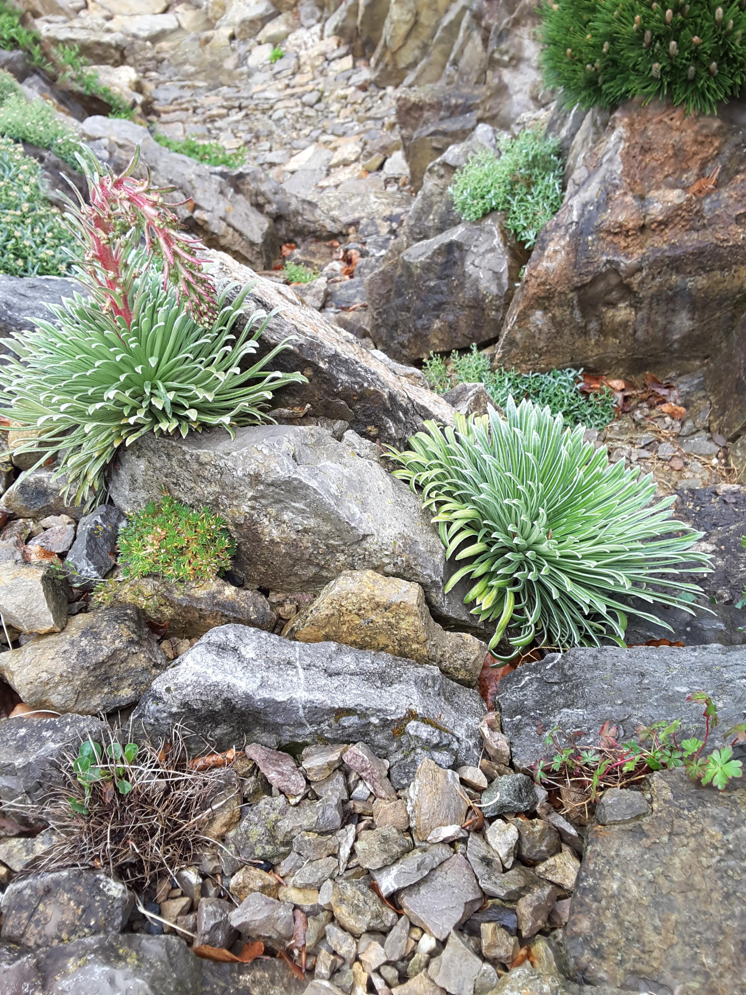 Brejnik Saxifrages Close up