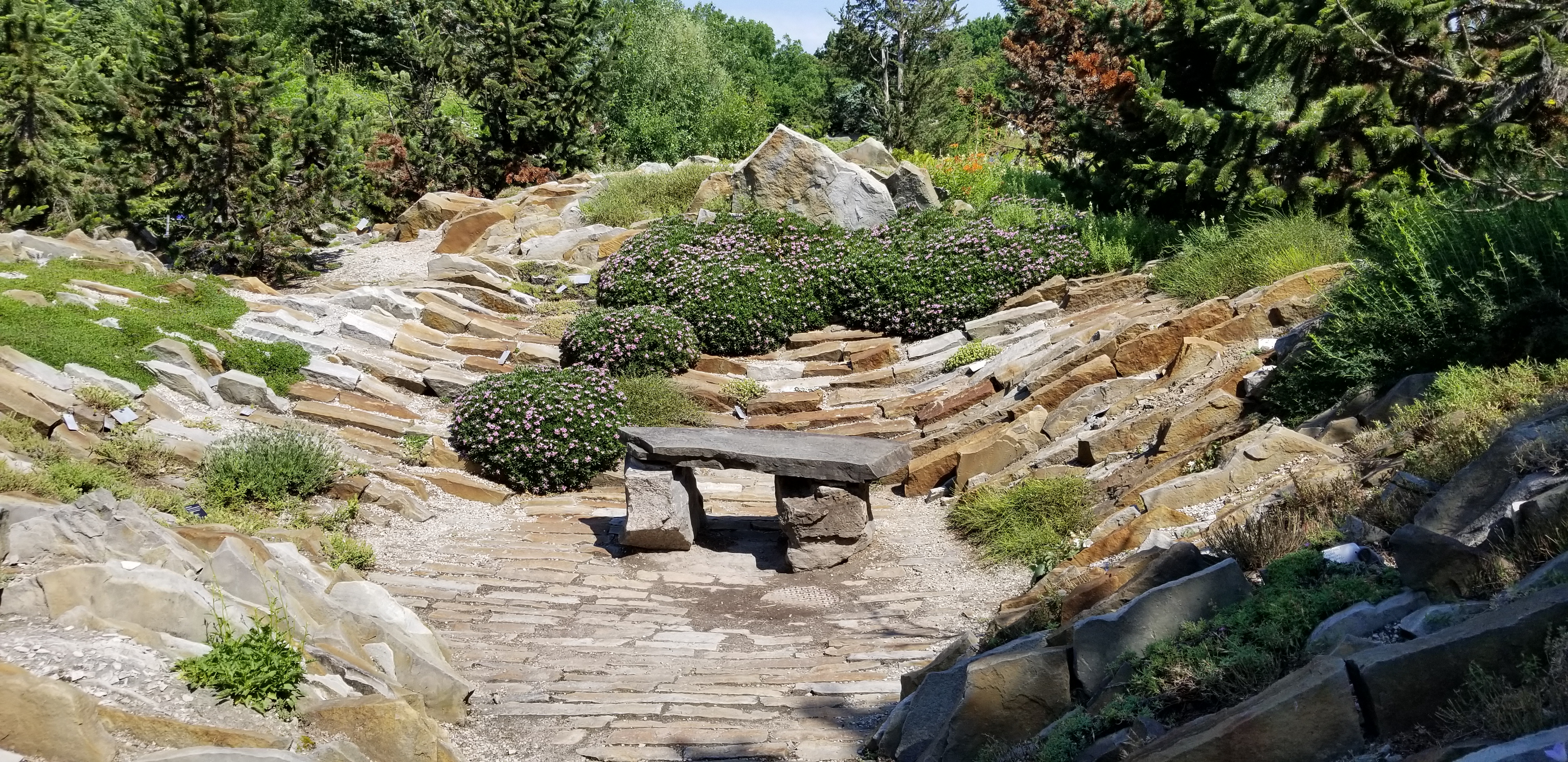 Daphne in the Alpine Garden
