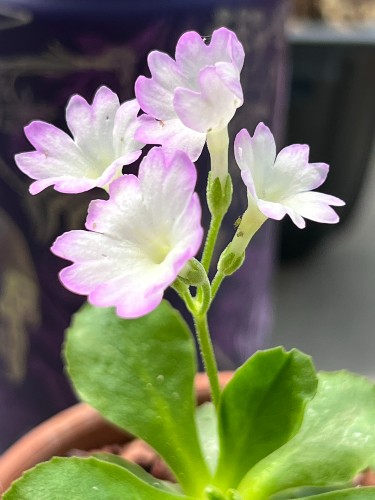 Primula Flower