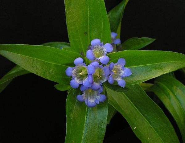 Gentiana dahurica, photo by Todd Boland