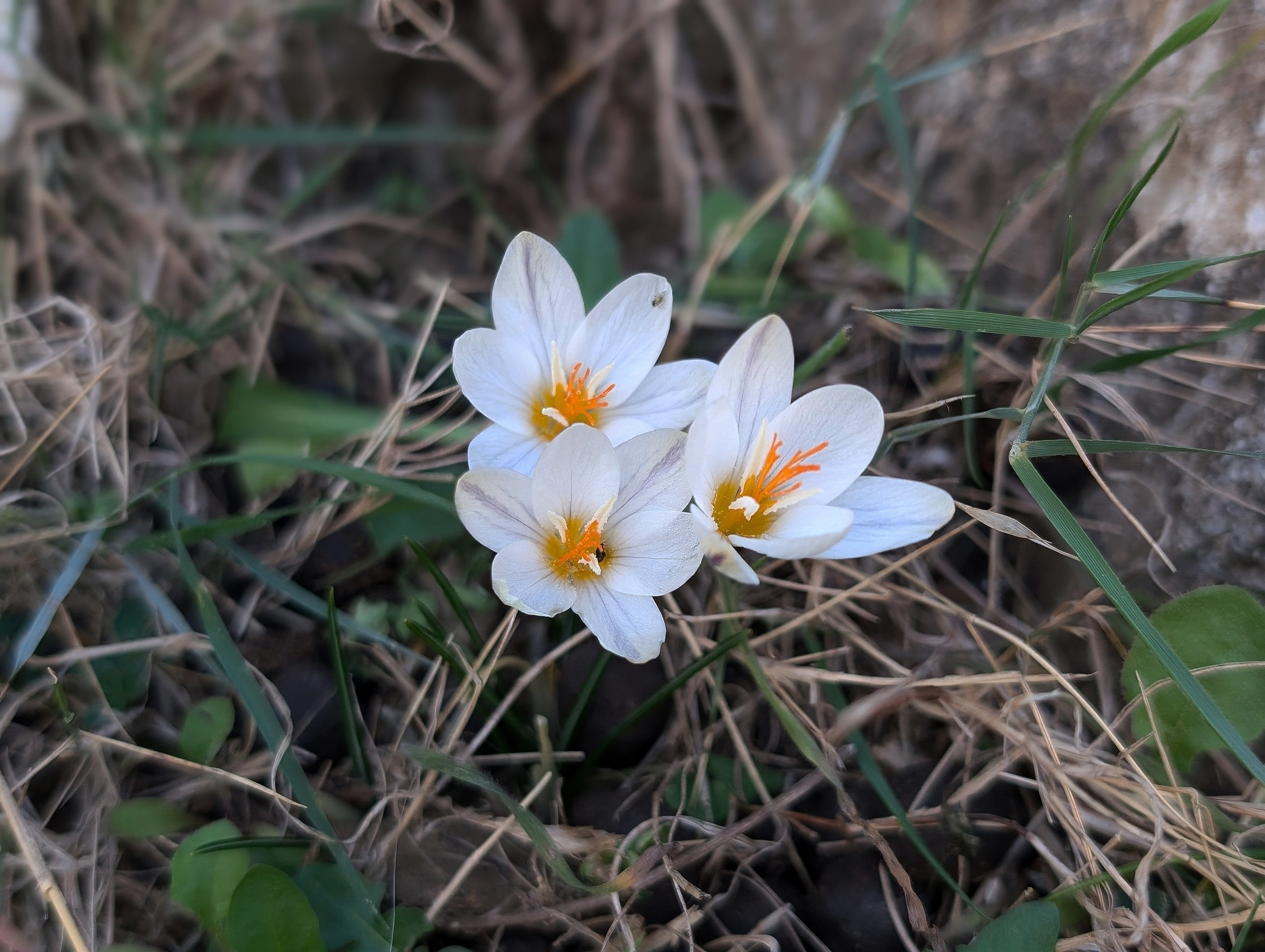 Crocus laevigatus, growing wild in Crete
