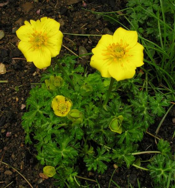 Trollius acaulis