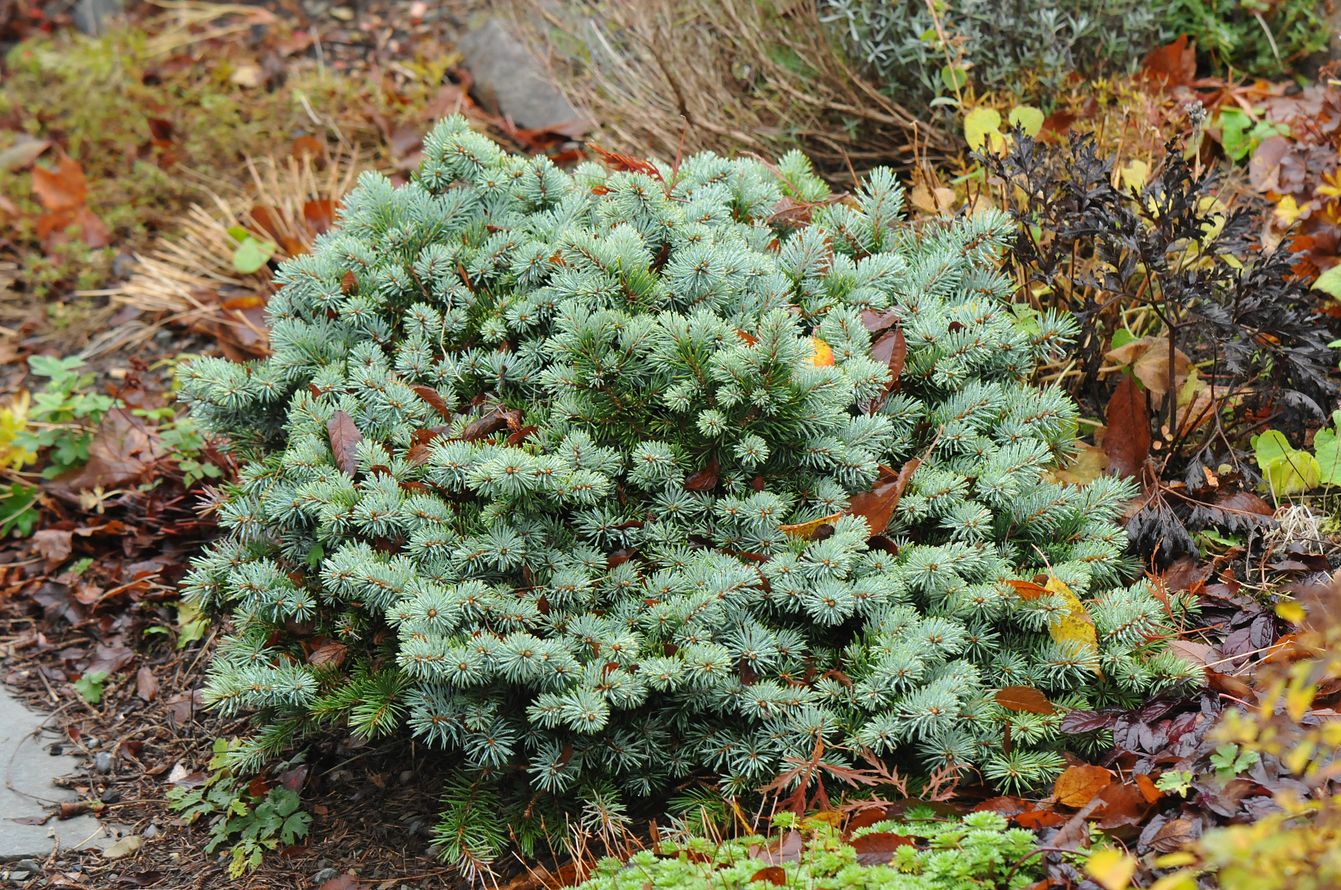 Picea pungens 'St. Mary's Broom'
