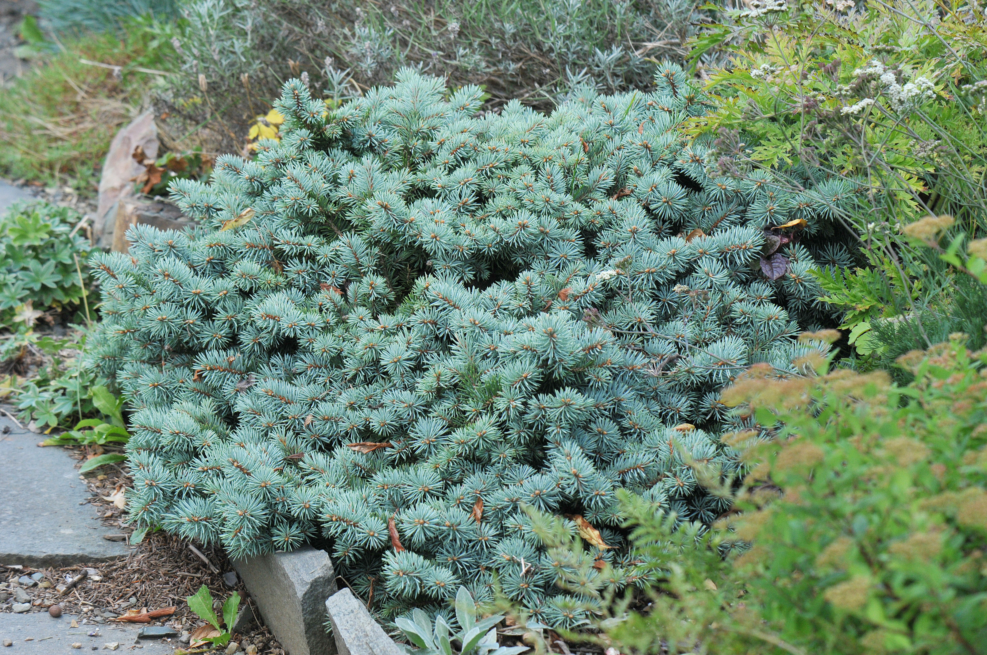 Picea pungens 'St. Mary's Broom'