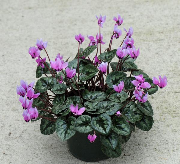 Cyclamen pseudibericum