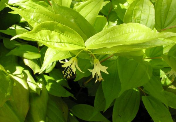 Prosartes hookeri
