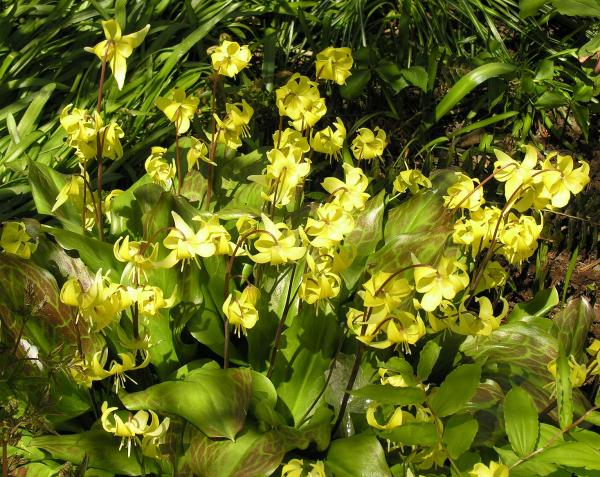 Erythronium 'Pagoda'