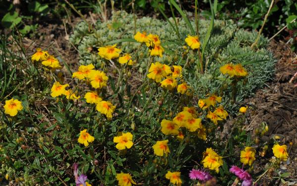 Helianthemum 'Ben Fhada'