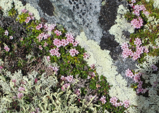 Loiseleuria procumbens