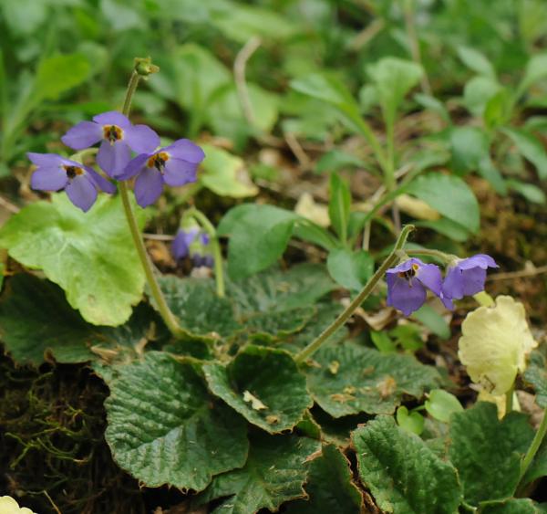 Ramonda serbica growing in the wilds of northern Greece