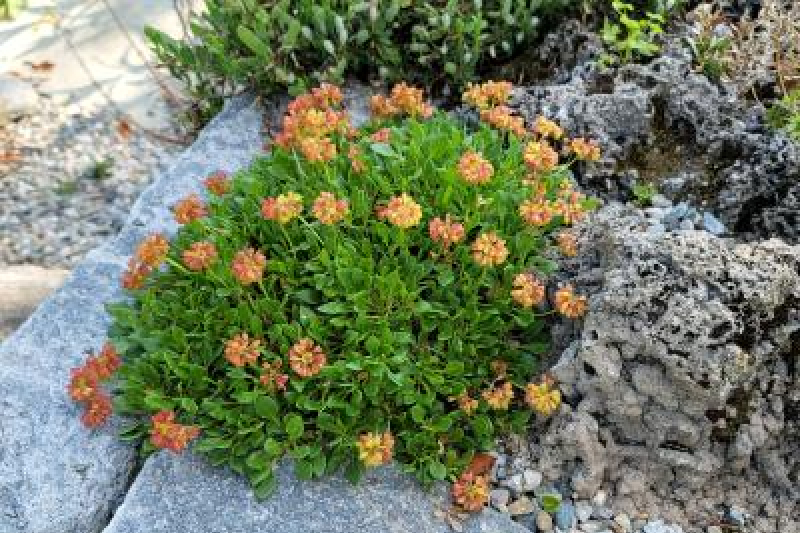 Eriogonum