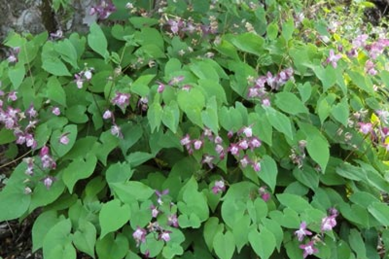 Epimedium