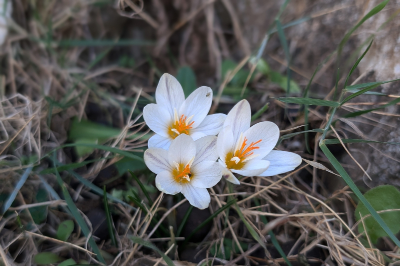 Crocus laevigatus, growing wild in Crete